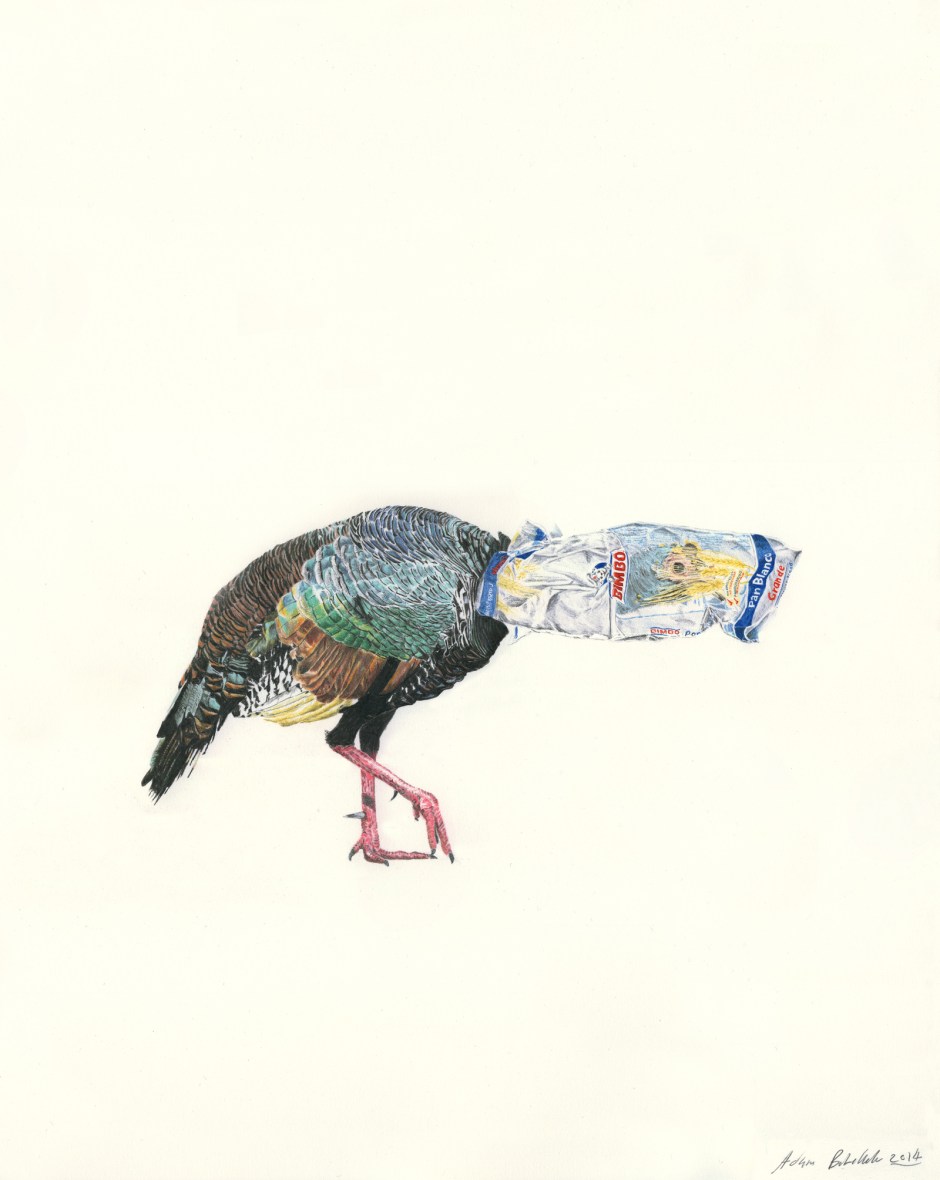 1804-8961733-Pavo_Bimbo_-w_jpg